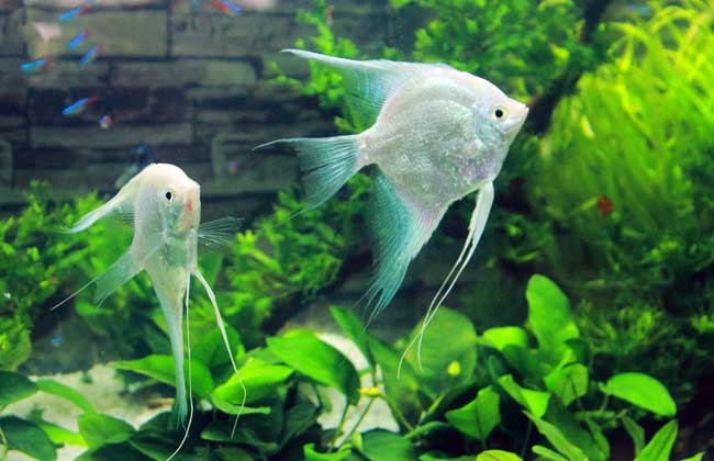灯鱼和什么鱼混养?