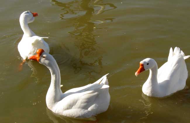 产蛋鹅饲养管理技术