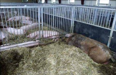 怎么给猪配种 配种管理指南（连载十）