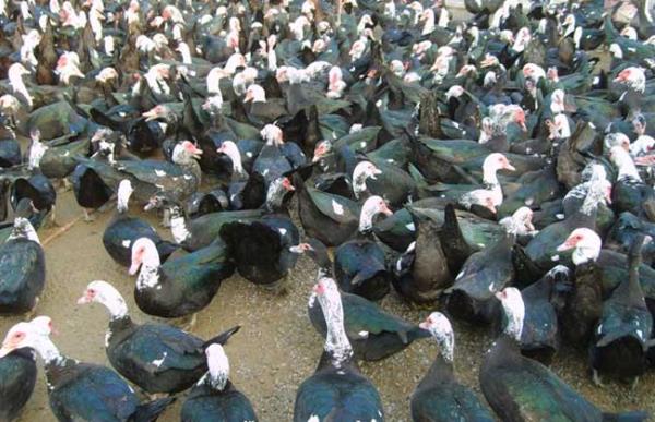 火鸭的养殖前景