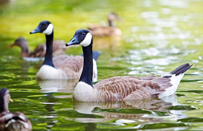 产蛋鹅饲养管理技术