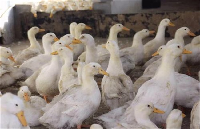 肉鸭养殖如何控料