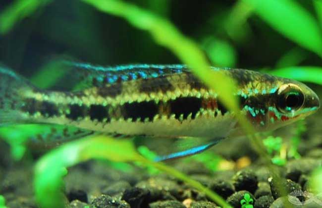 灯鱼和什么鱼混养？