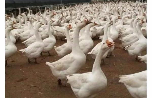 鹅脚软了怎么办