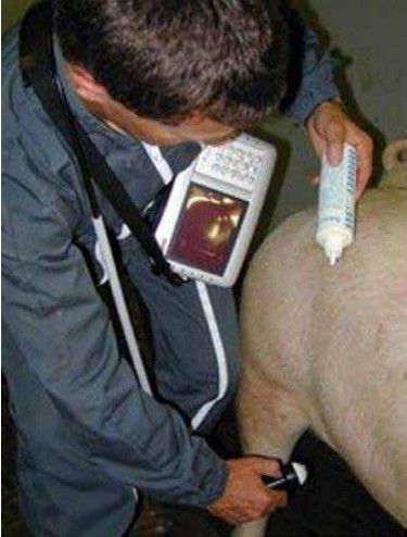 怎么给猪配种 配种管理指南（连载十）