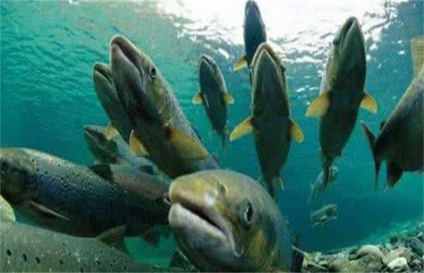 金枪鱼的人工养殖方法