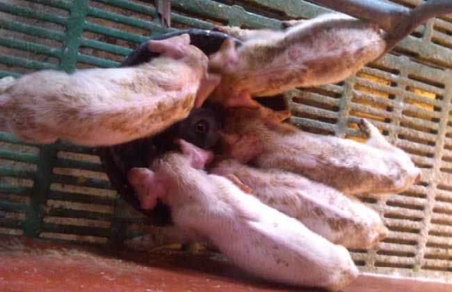 猪流行性腹泻防治方法