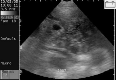 怎么给猪配种 配种管理指南（连载十）