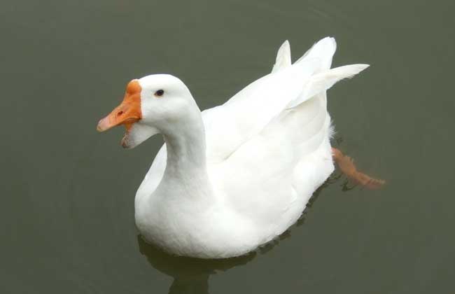 后备种鹅饲养管理技术