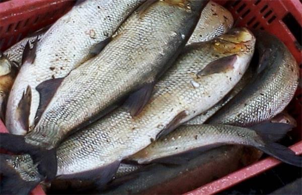 白条鱼的养殖方法