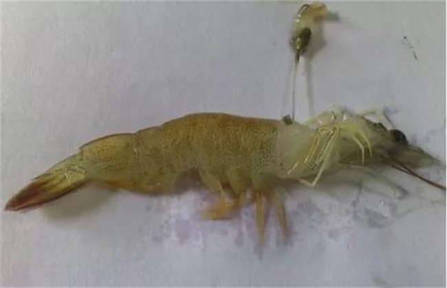 对虾白斑病的防治方法