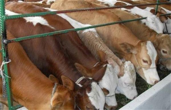 犊牛肺炎治疗最佳方法