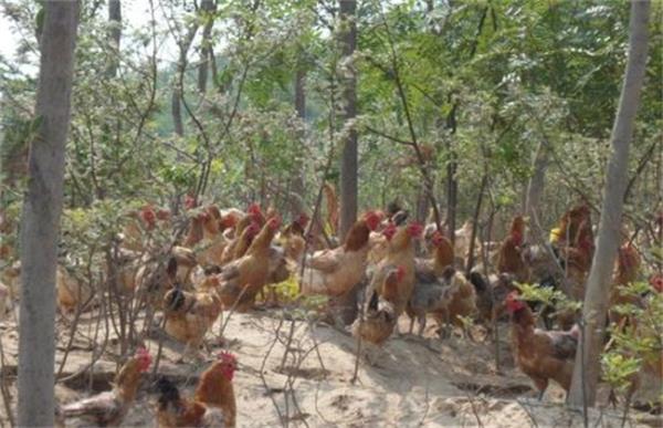 林地养鸡的养殖风险