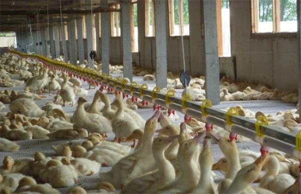 肉鸭养殖如何控料