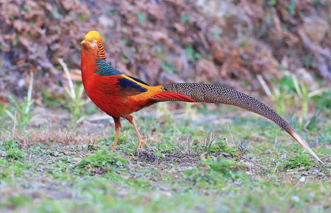 红腹锦鸡高效养殖技术