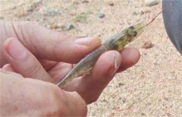 对虾软壳病的防治方法