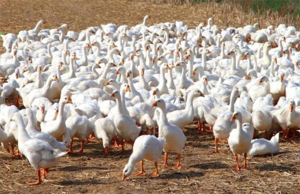 鹅脚软了怎么办