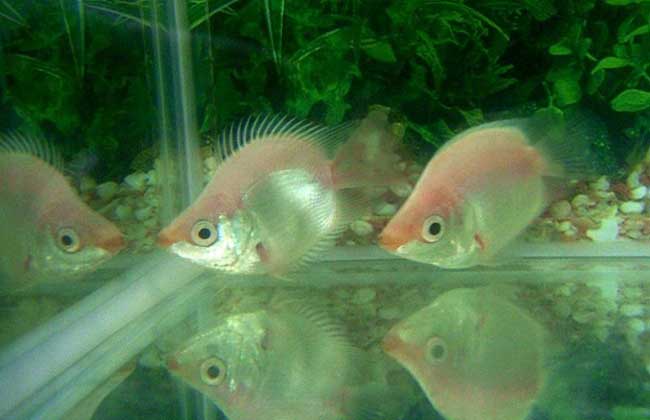 接吻鱼为什么接吻？