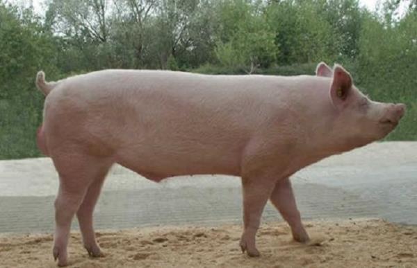 约克夏猪怎么养才好