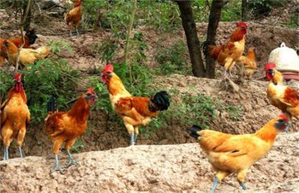 林地养鸡的养殖风险