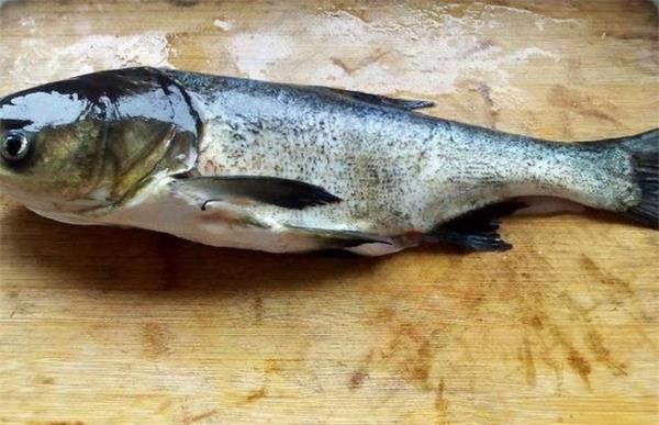 花鲢鱼该怎么养