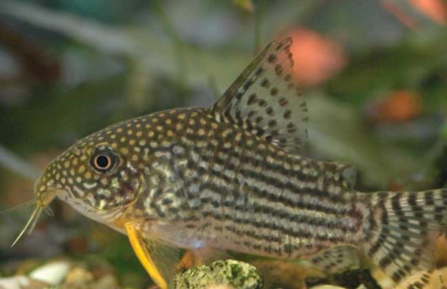 灯鱼和什么鱼混养？