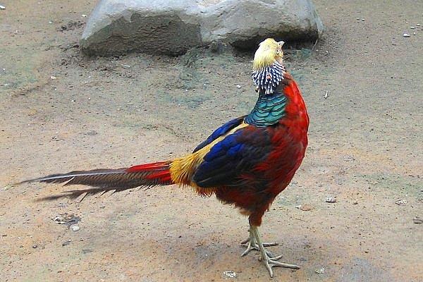 红腹锦鸡高效养殖技术