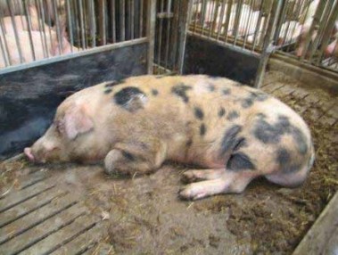 怎么给猪配种 配种管理指南（连载十）