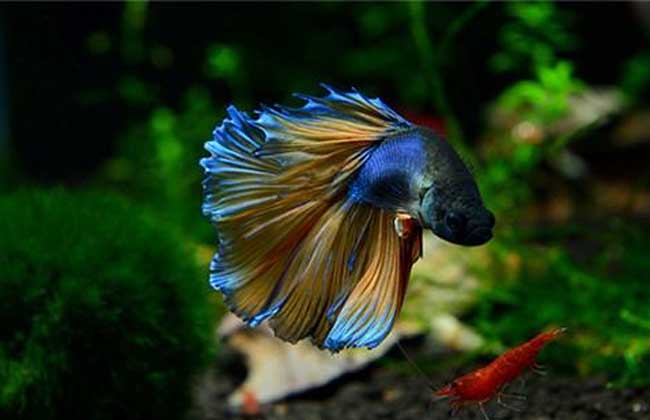 灯鱼和什么鱼混养?