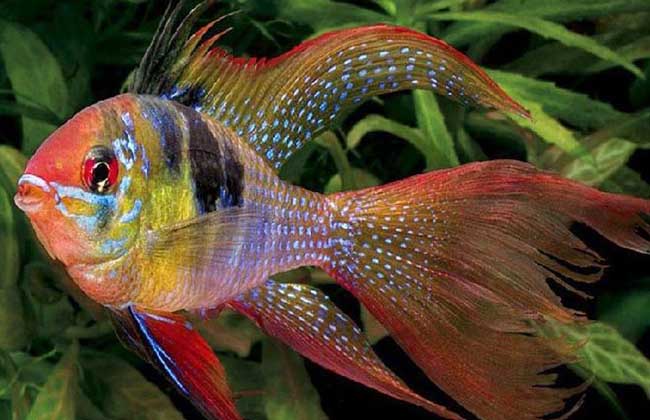 灯鱼和什么鱼混养?