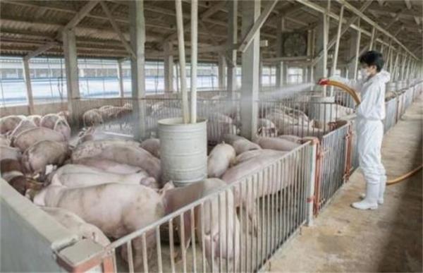 养猪如何节省饲料