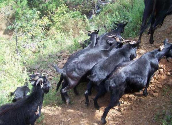 南方山区养什么品种的羊好？