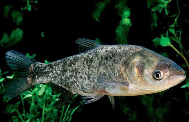 花鲢鱼该怎么养