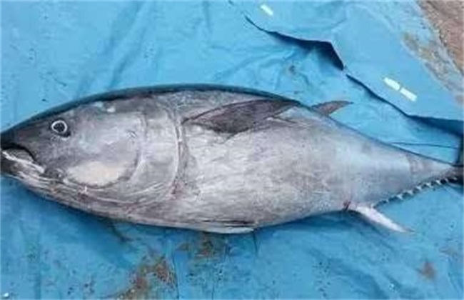 金枪鱼的人工养殖方法