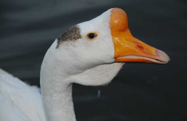 产蛋鹅饲养管理技术