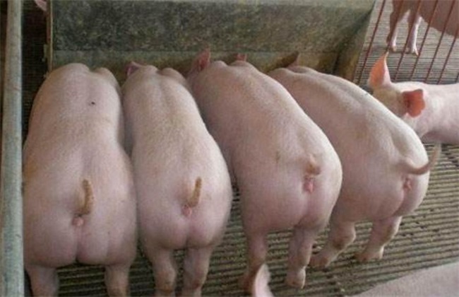 后备母猪不发情怎么办