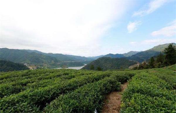 茶园养鸡的优势