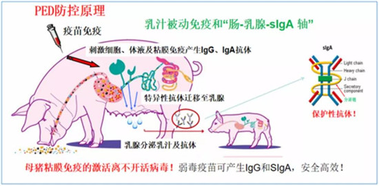 警惕病毒性腹泻明显反弹 规模猪场该如何应对?