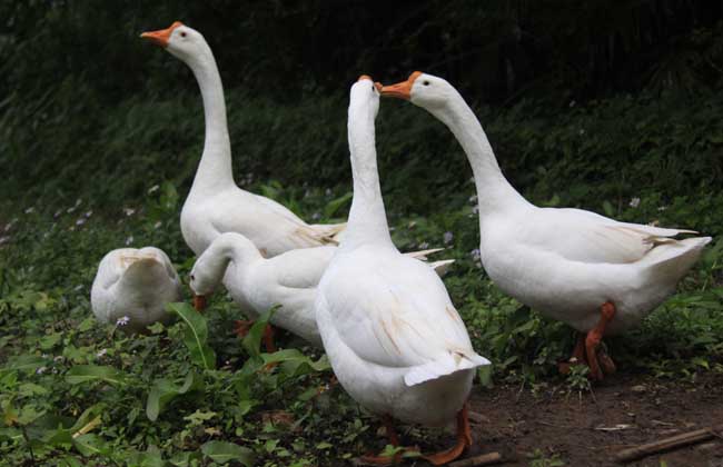 产蛋鹅饲养管理技术