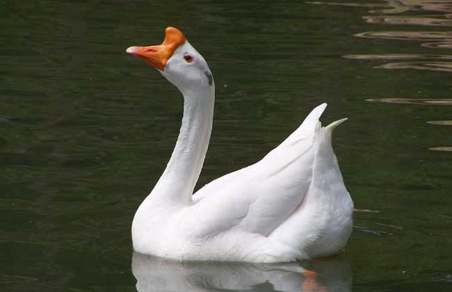 后备种鹅饲养管理技术