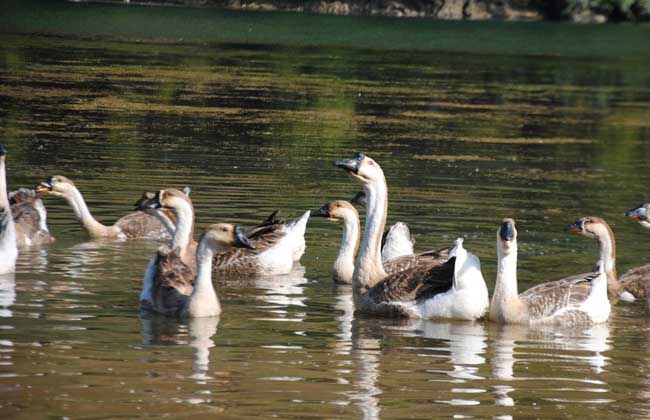 产蛋鹅饲养管理技术