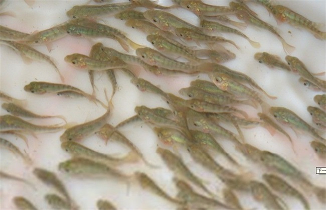 罗非鱼越冬的养殖方法