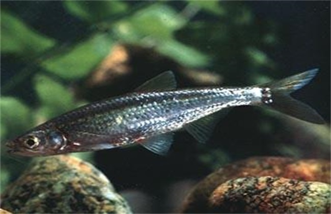 白条鱼的养殖方法