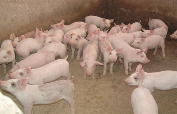仔猪断奶转群的注意事项