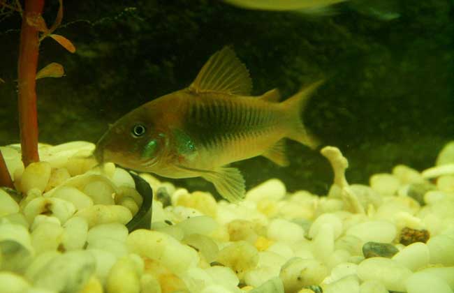 灯鱼和什么鱼混养？