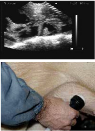 怎么给猪配种 配种管理指南（连载十）