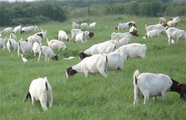 波尔山羊放养的注意事项