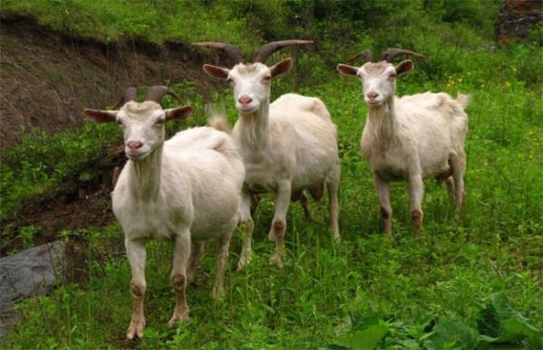波尔山羊放养的注意事项