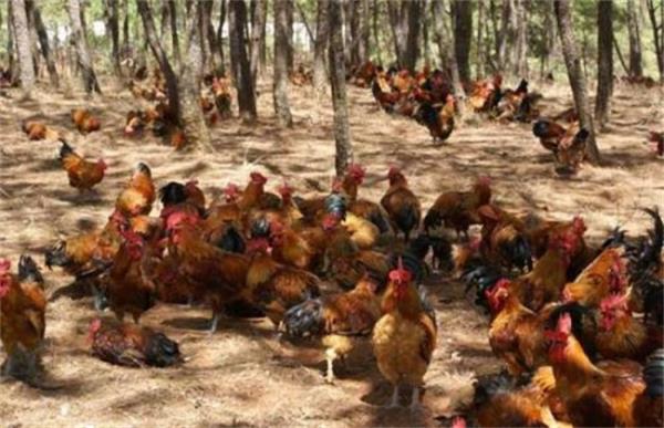 林地养鸡的养殖风险