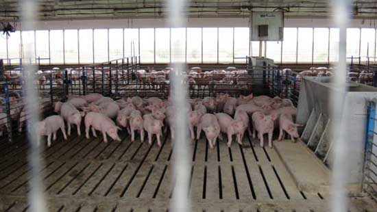 现代化养猪场设计方案
